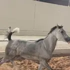 فرس ومهرتها من الفواخر