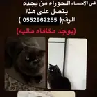 قط ضايع