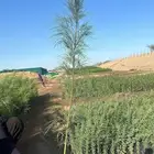 اثل بلدي بالجمله