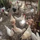 ديك بلدي
