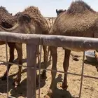 حشو للبيع