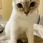 قطه سكوتش شورت هير انثى