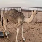 قعود كفو
