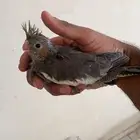 تم البيع فروخ كروان