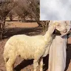 طلي صنف جذع غير مشروط
