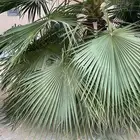 5 نخيل واشنطني الطول من 1.5 الى 3 متر