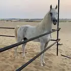 حصان