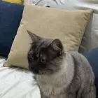 قط لتبني