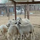 طليان ذبايح عدد 9 الموقع القنفذه