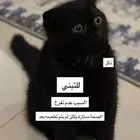 قط سكوتش فولد