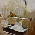 طيور فيشر من فصيلة روز جاهزة للتزاوج استاند مرتب