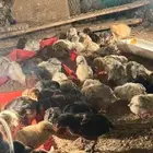 صوص بلدي عمر ثلاث اسابيع