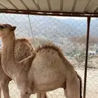 قعدان للبيع