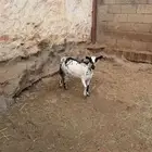 معزا حص بلديه