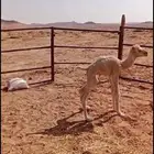 حوار ضيار قعود