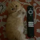 قطط بيكي فيس وهملايا للبيع