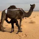 خلفه مجهم كفو