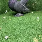 كرنقو فحل اندنيشين