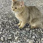قطه عمره 6 اشهر
