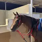 فرس مع مهرتها ولقاح فاخرهه