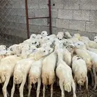 رخال رفيديه