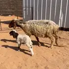 نعيميه والد