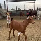 تيس يرضع من اي عنز