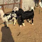 نجد طيب كفو