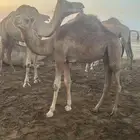 قعود للبيع
