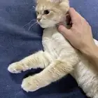 قط للتبني