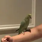 دره اليف وهدد مزاجي مع قفص ويقلد صوت البوسه