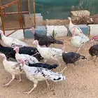 دجاج رومي للبيع