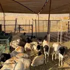 طليان بربري وتيوس وقعدان يوجد خدمة الذبح والتوصيل