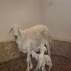 شاة حريه تحتها اثنين للبيع( تم البيع )