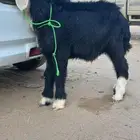 خروف