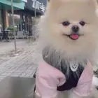 كلب بومرينيان للبيع