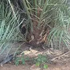 فحالات فحول نخيل غنامي