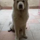 chow chow شاو شاو