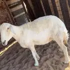 حريه حايل