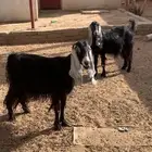 معزا دفيع شرط عوارض