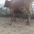 بقره تحتها حسيله