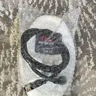 للبيع طبق وحش الذهب الكبير