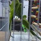 ببغاء دره هندي