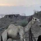 جمل آرك