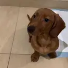 كلب للبيع نوعه dachshund بيور عمره شهرين