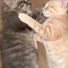 قطط كيتن للتبني