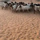 نعيم دفيع عدد 61راس