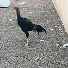 ديك باكستاني