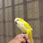 كويكر لاتينو اليف(تم البيع)