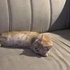 قط سكوتش للبيع